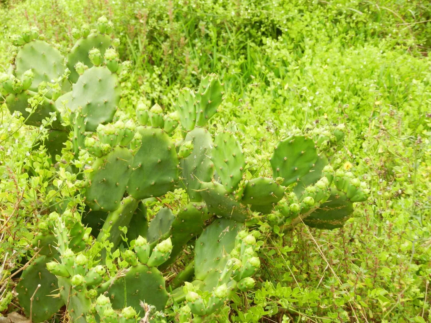 very-green-azores.jpg