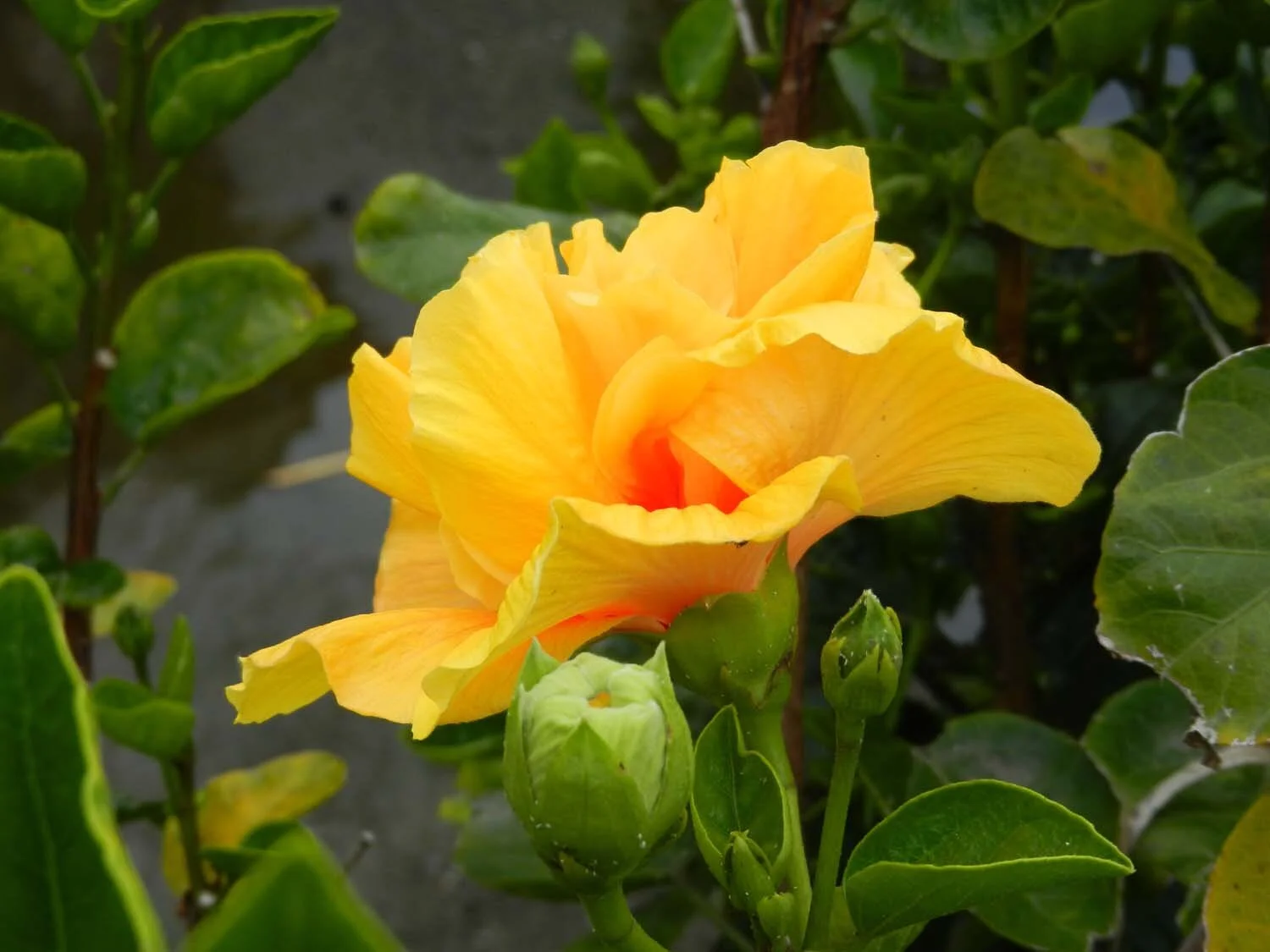 yellow-flower-azores.jpg