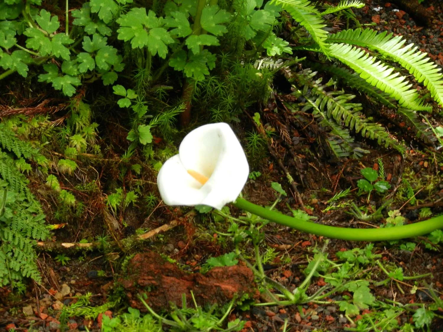 white-lily-azores.jpg