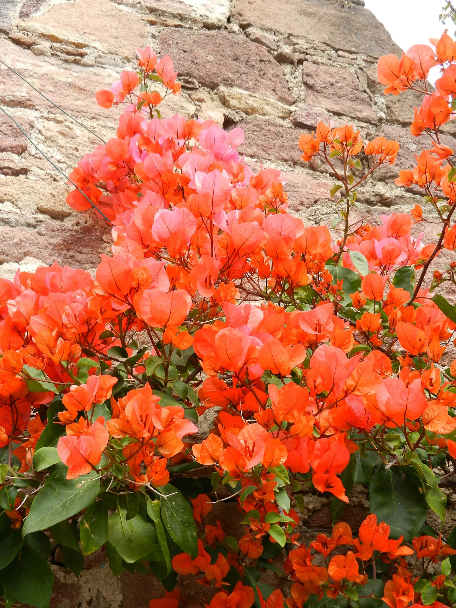 entrance-flowers-napoule.jpg