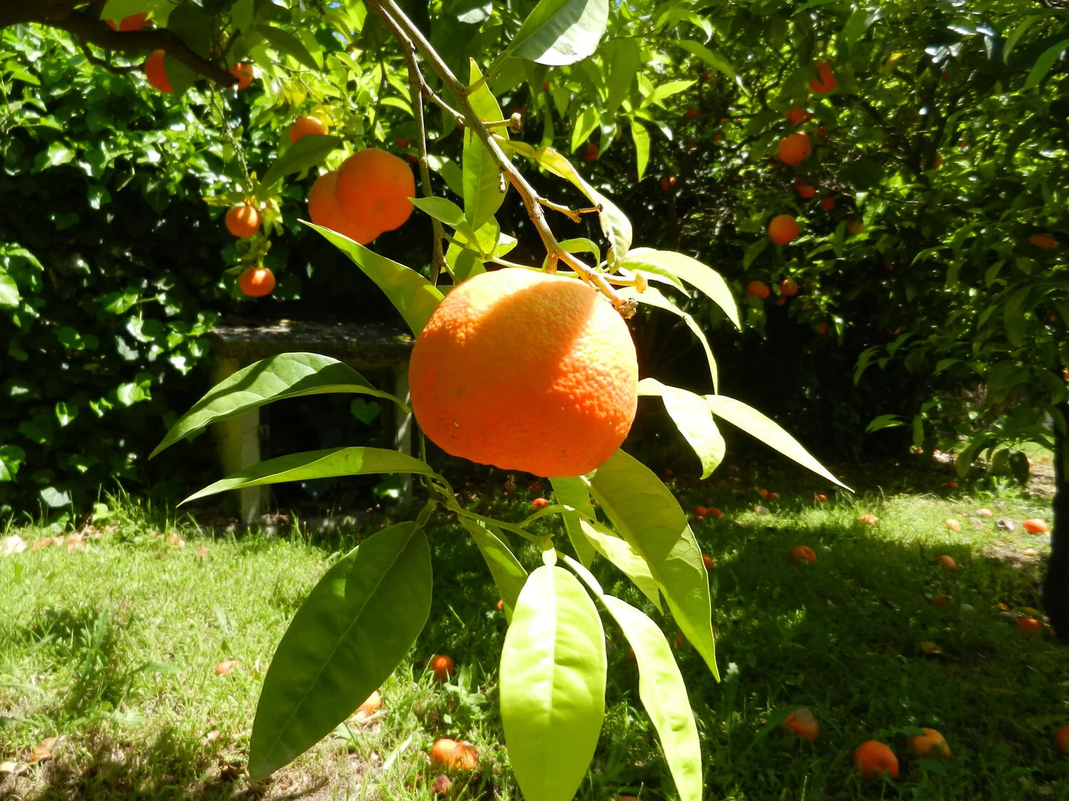 orange-tree-napoule.jpg