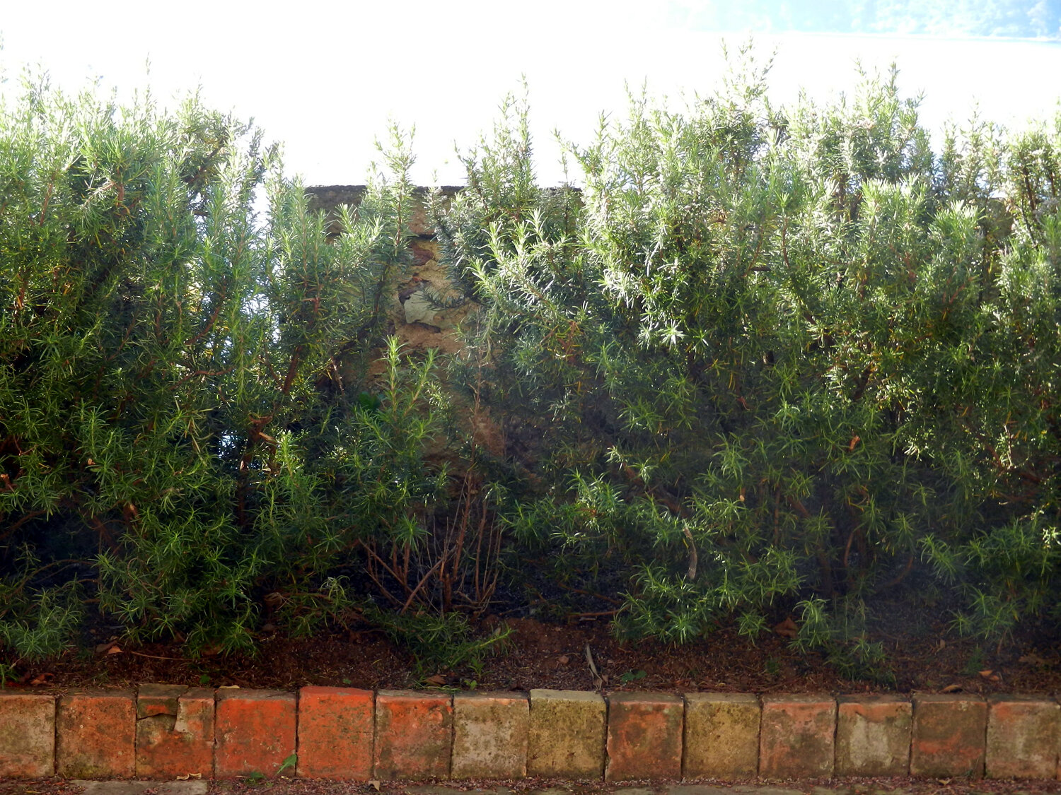 rosemary-bushes-napoule.jpg