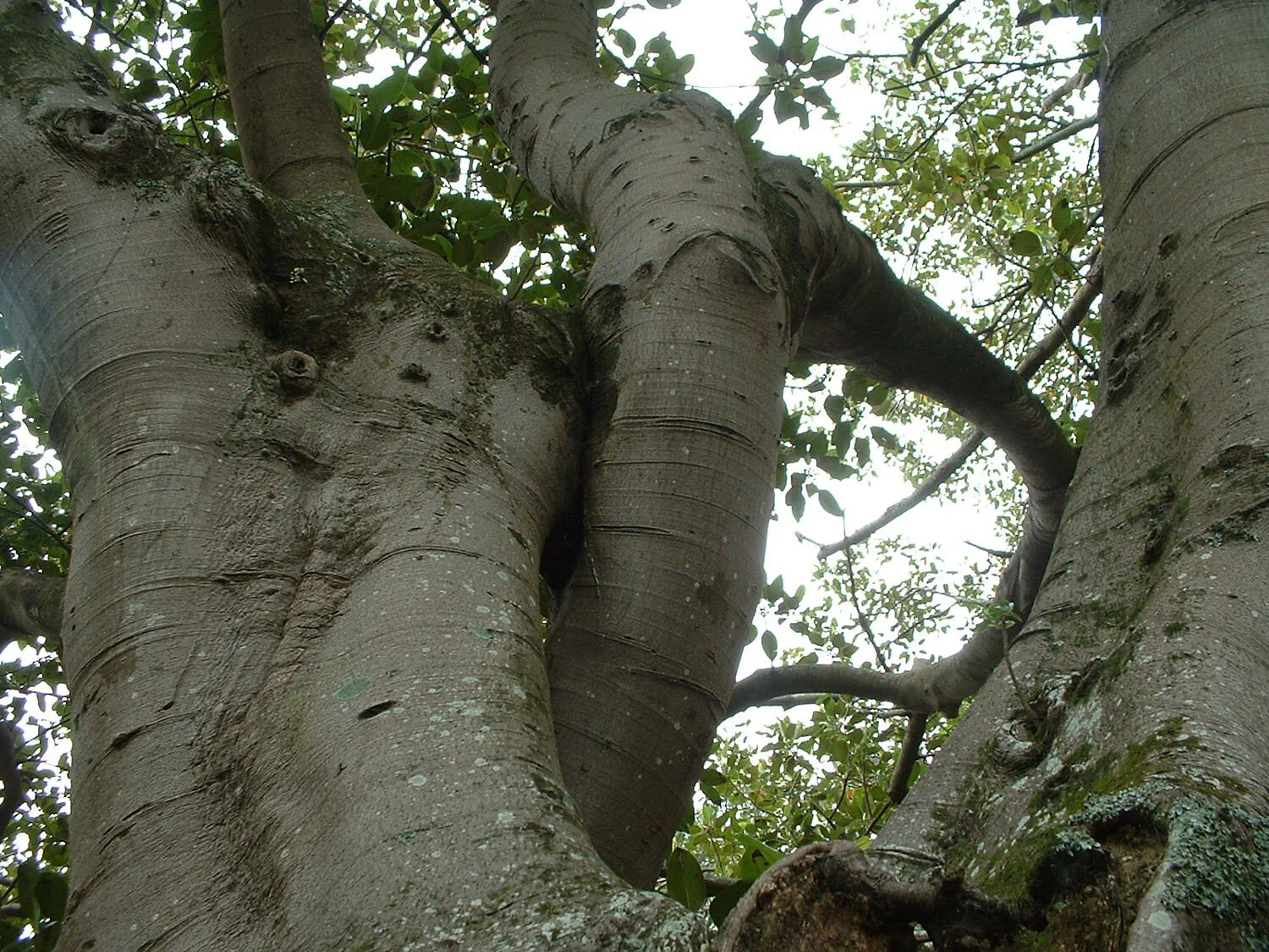 nztree1.jpg