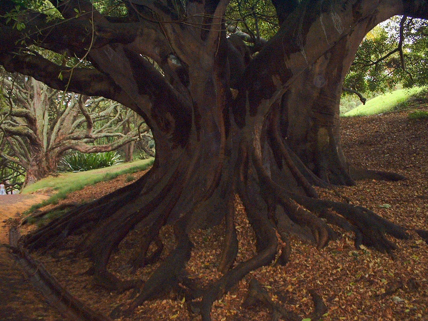 nztree3.jpg