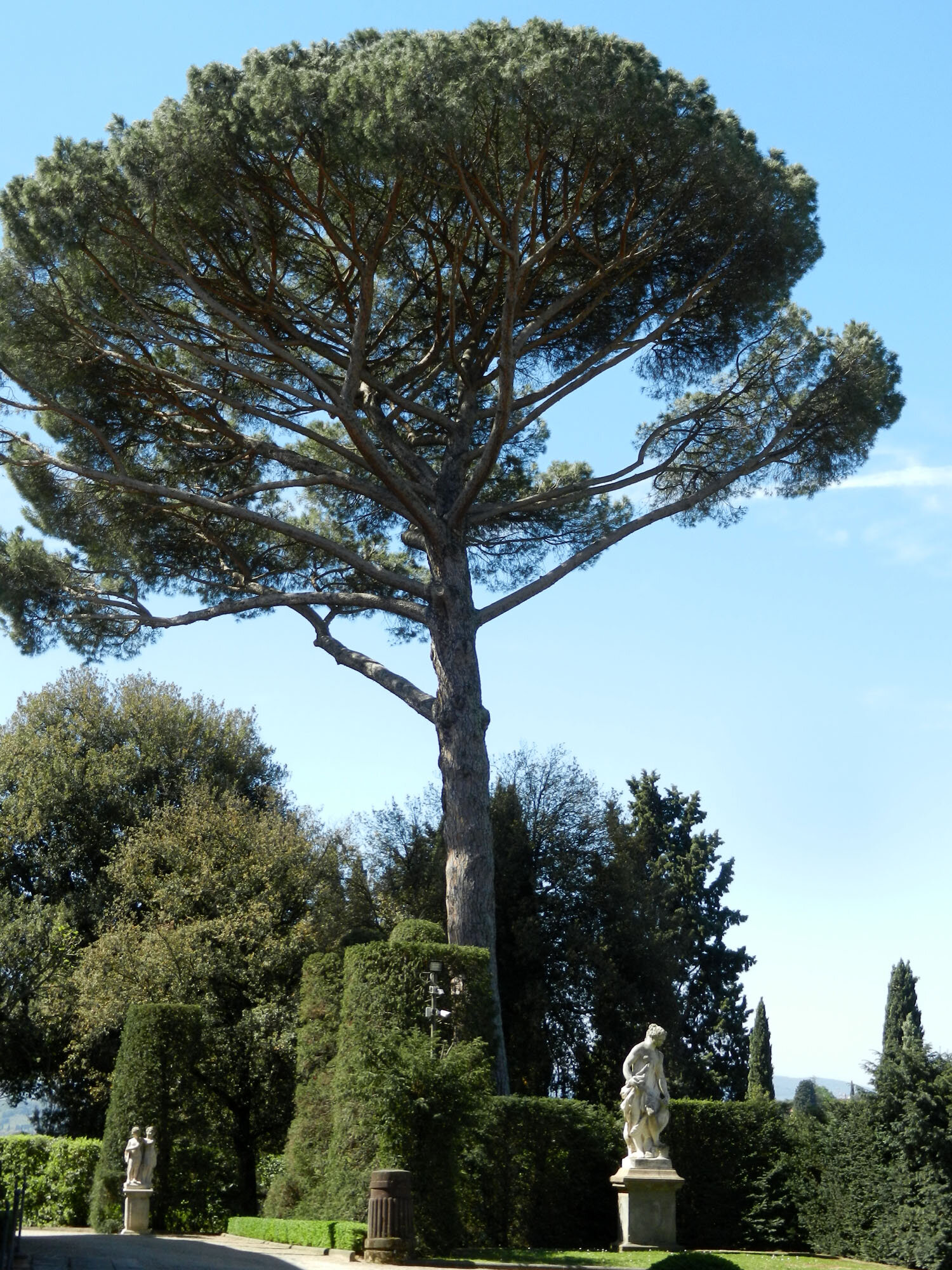 VillaUmbrellaFir.jpg
