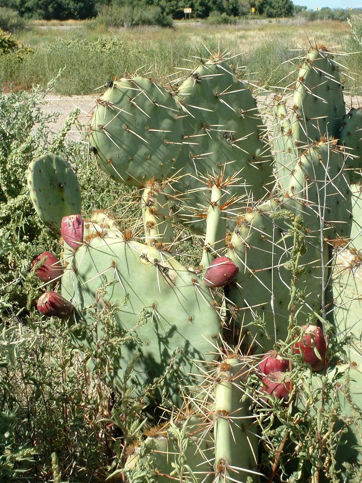 BosqueDelApache Cactus2.jpg