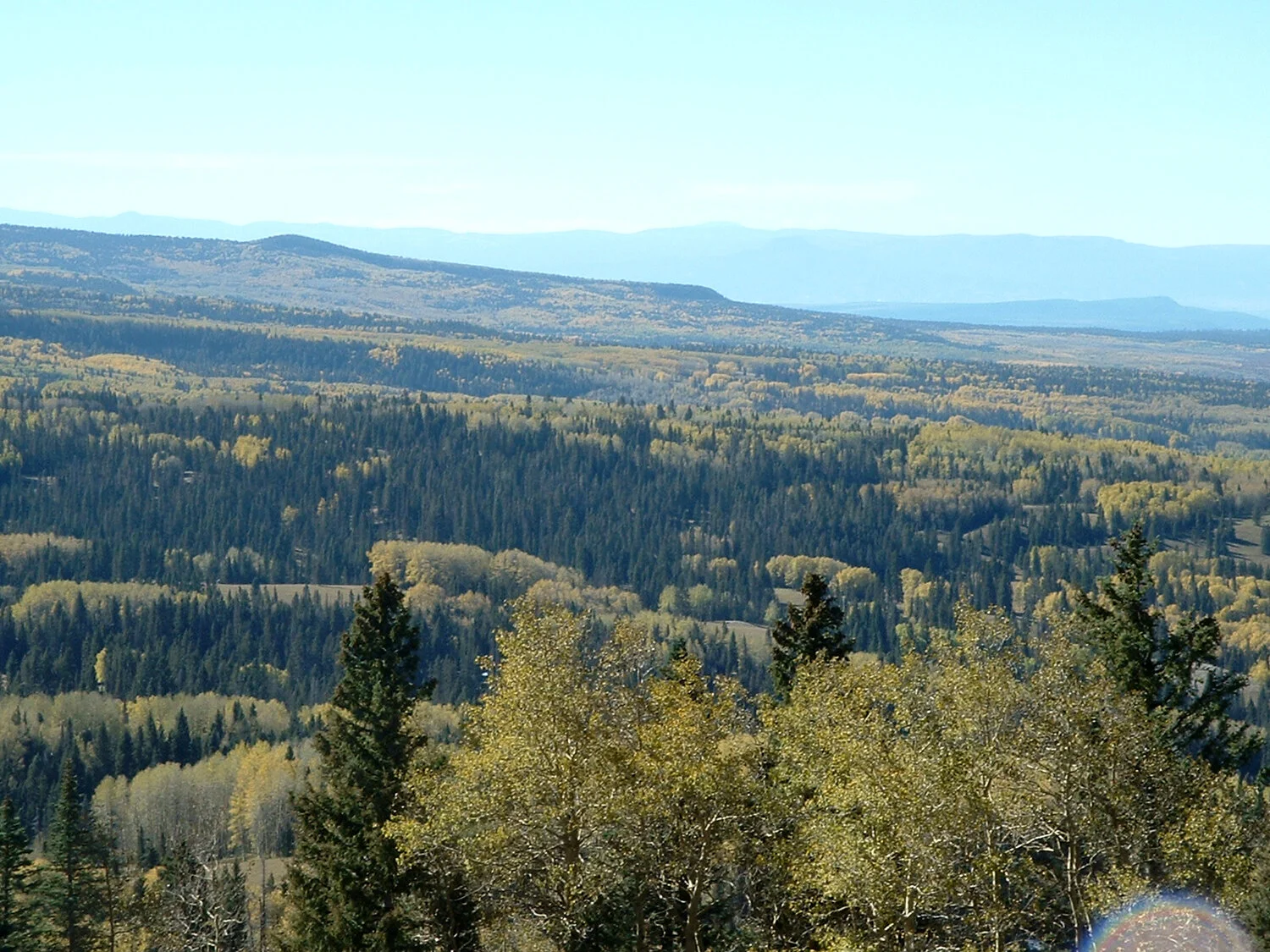 Copy (2) of Colorado Trees 2.jpg