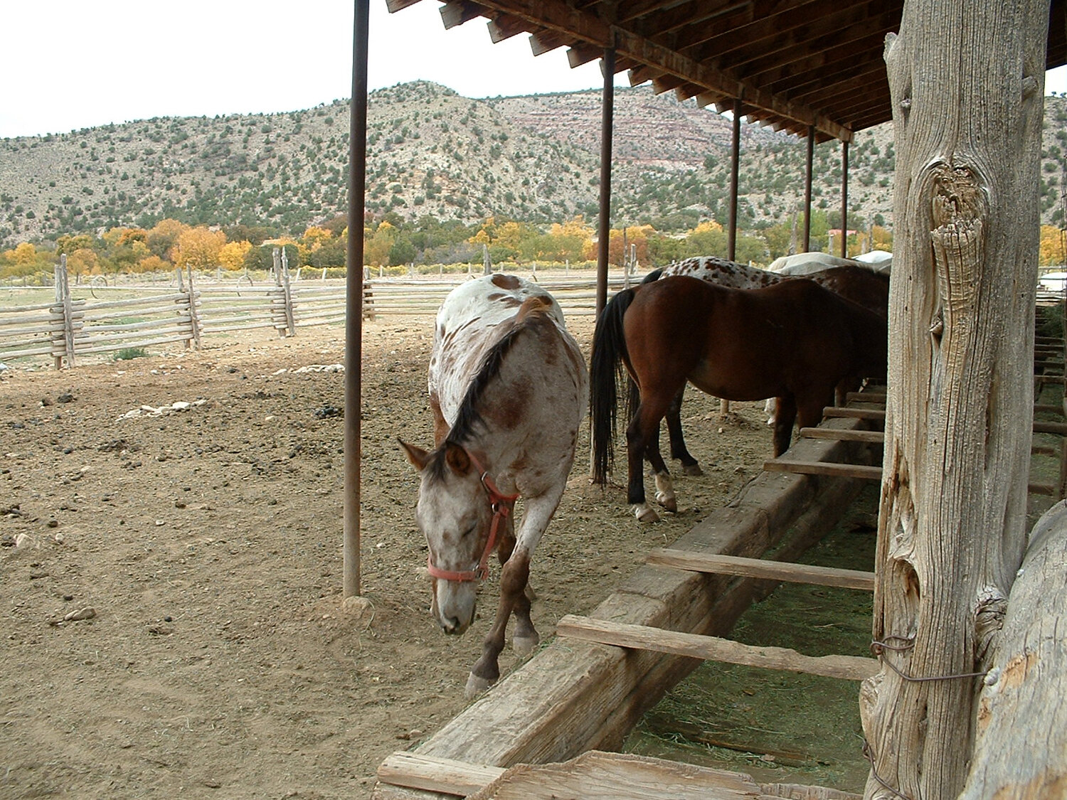 Pack Creek Horses (1).jpg