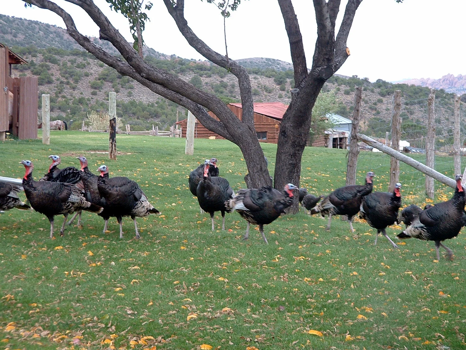 Pack Creek Turkeys.jpg