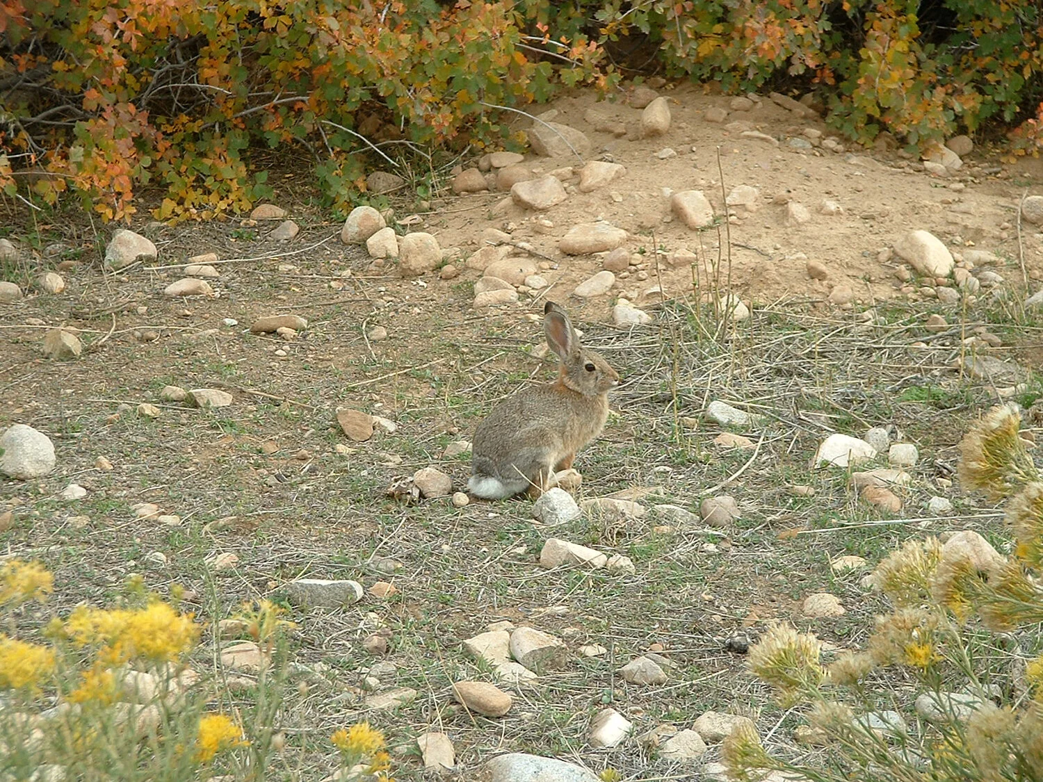 Pack Creek Rabbit.jpg