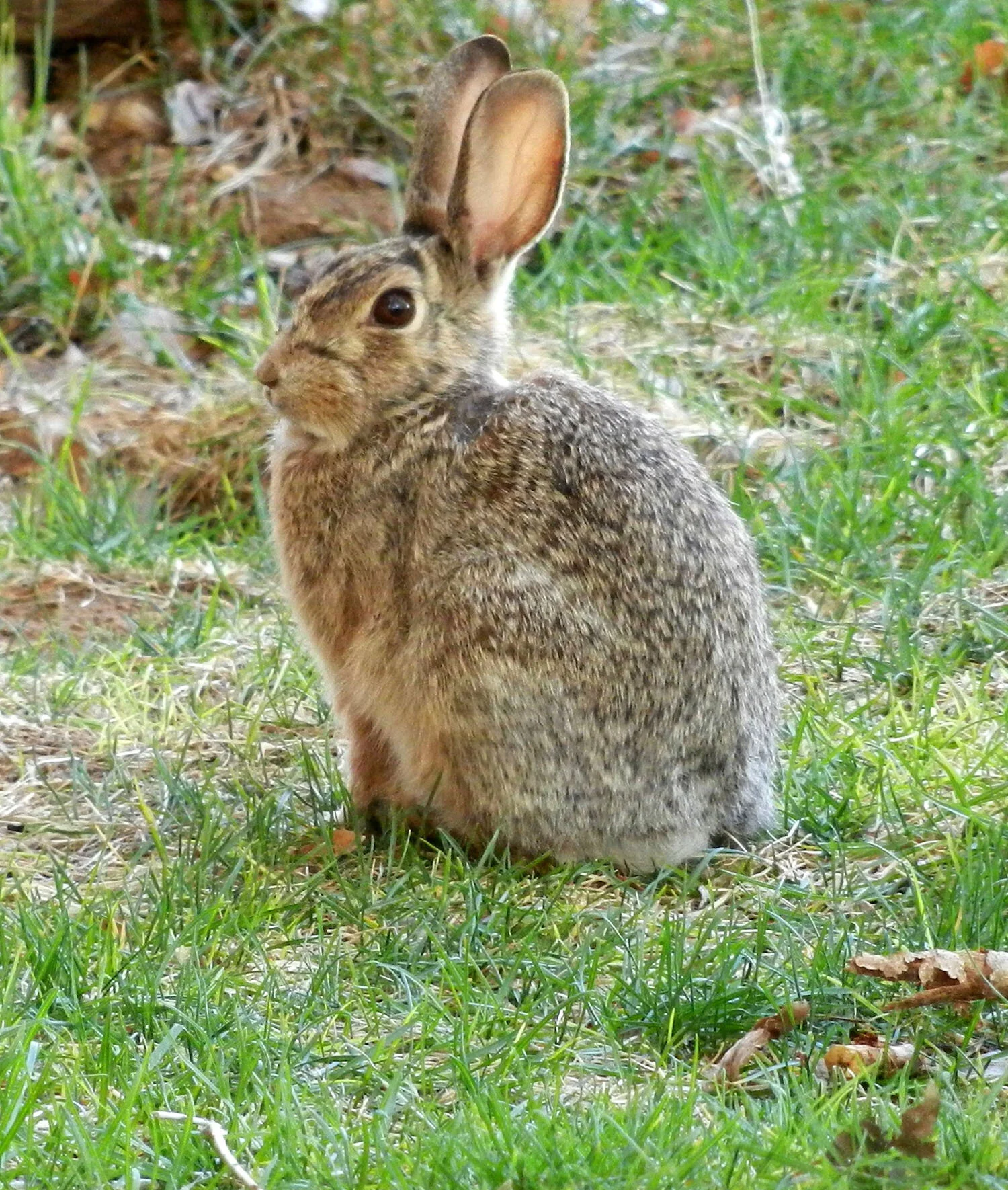 DSCN1677.jpg