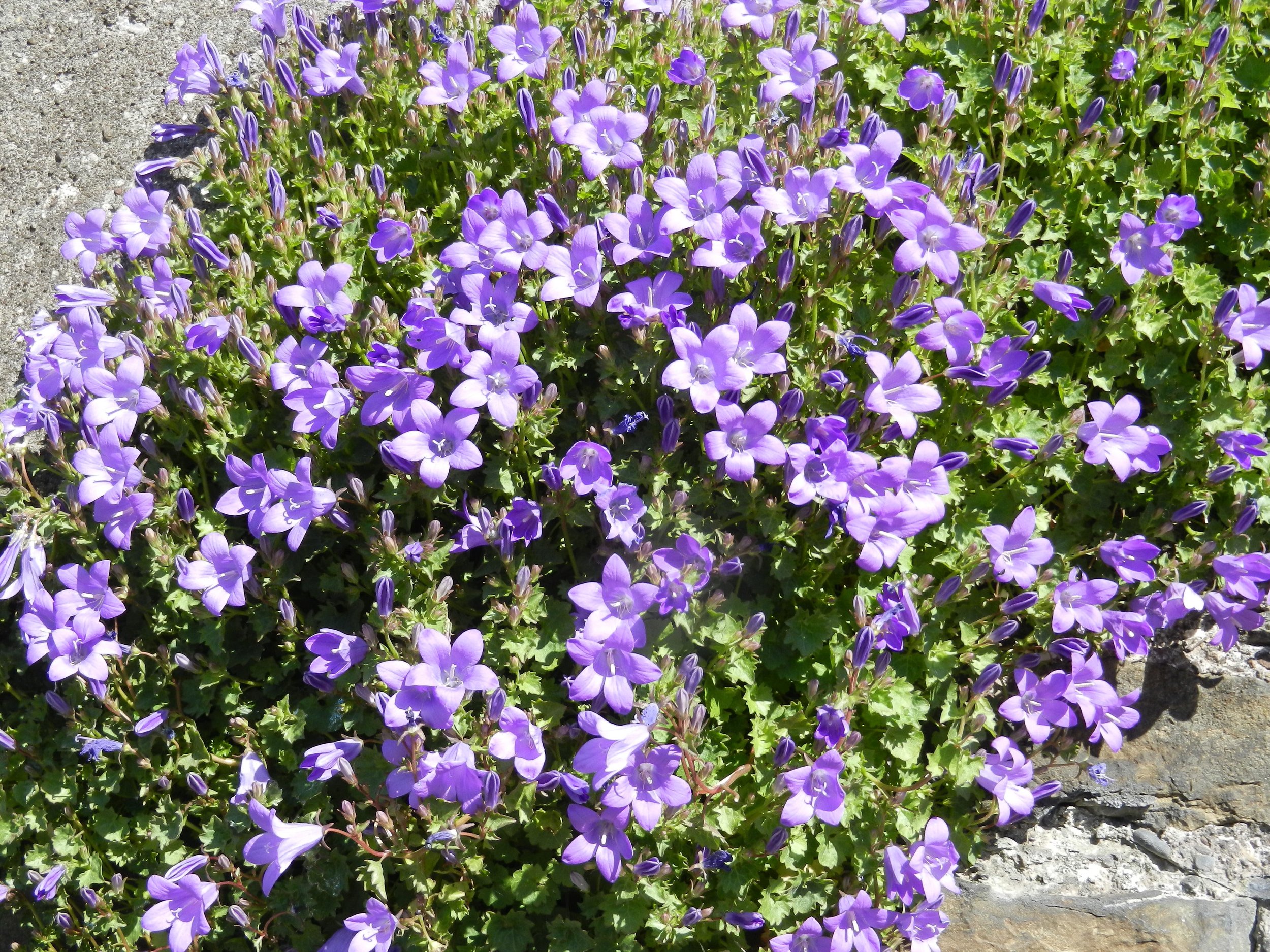 C.PurpleFlowers2.jpg