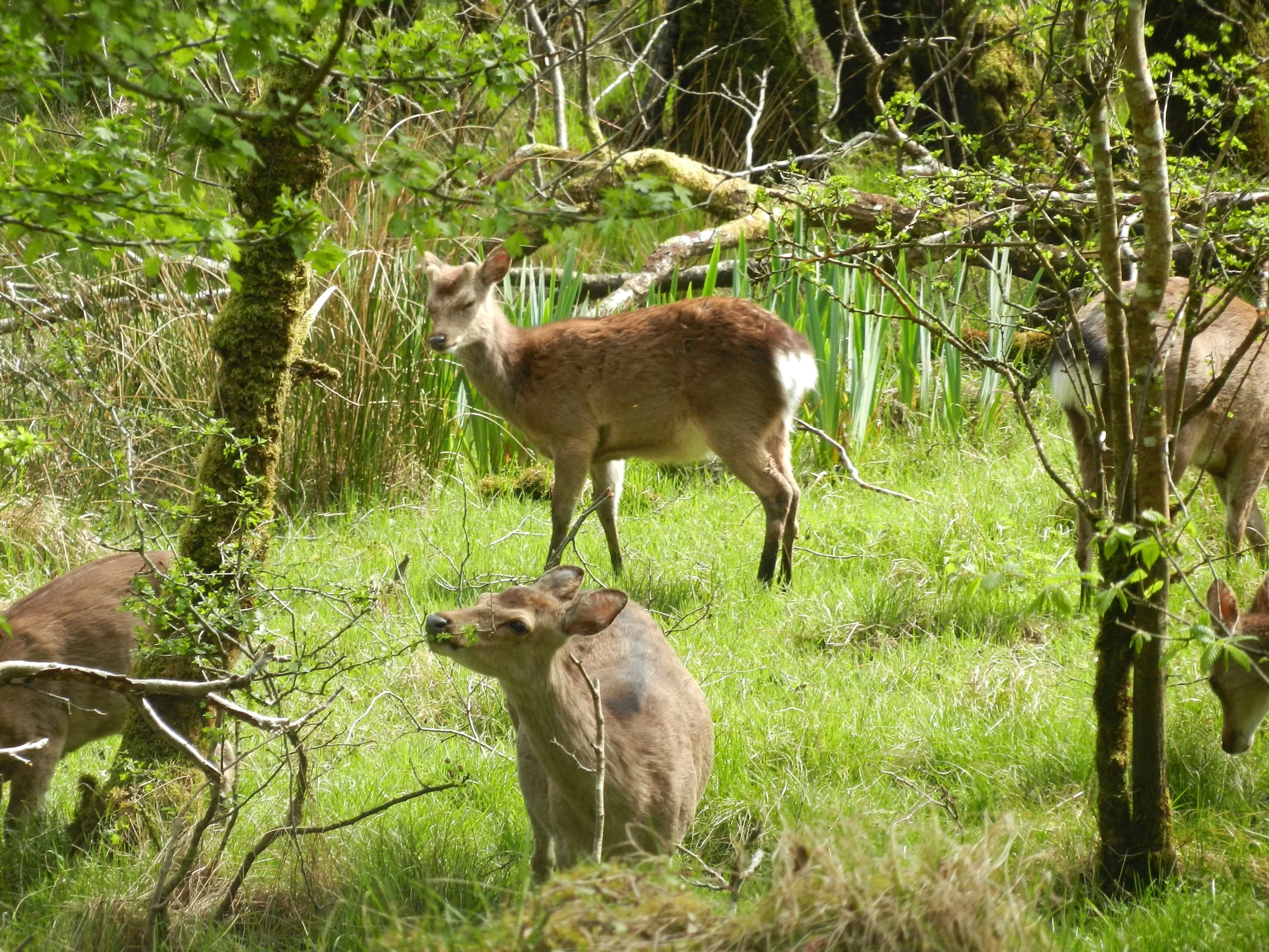 K.RossCastleDeer3.jpg