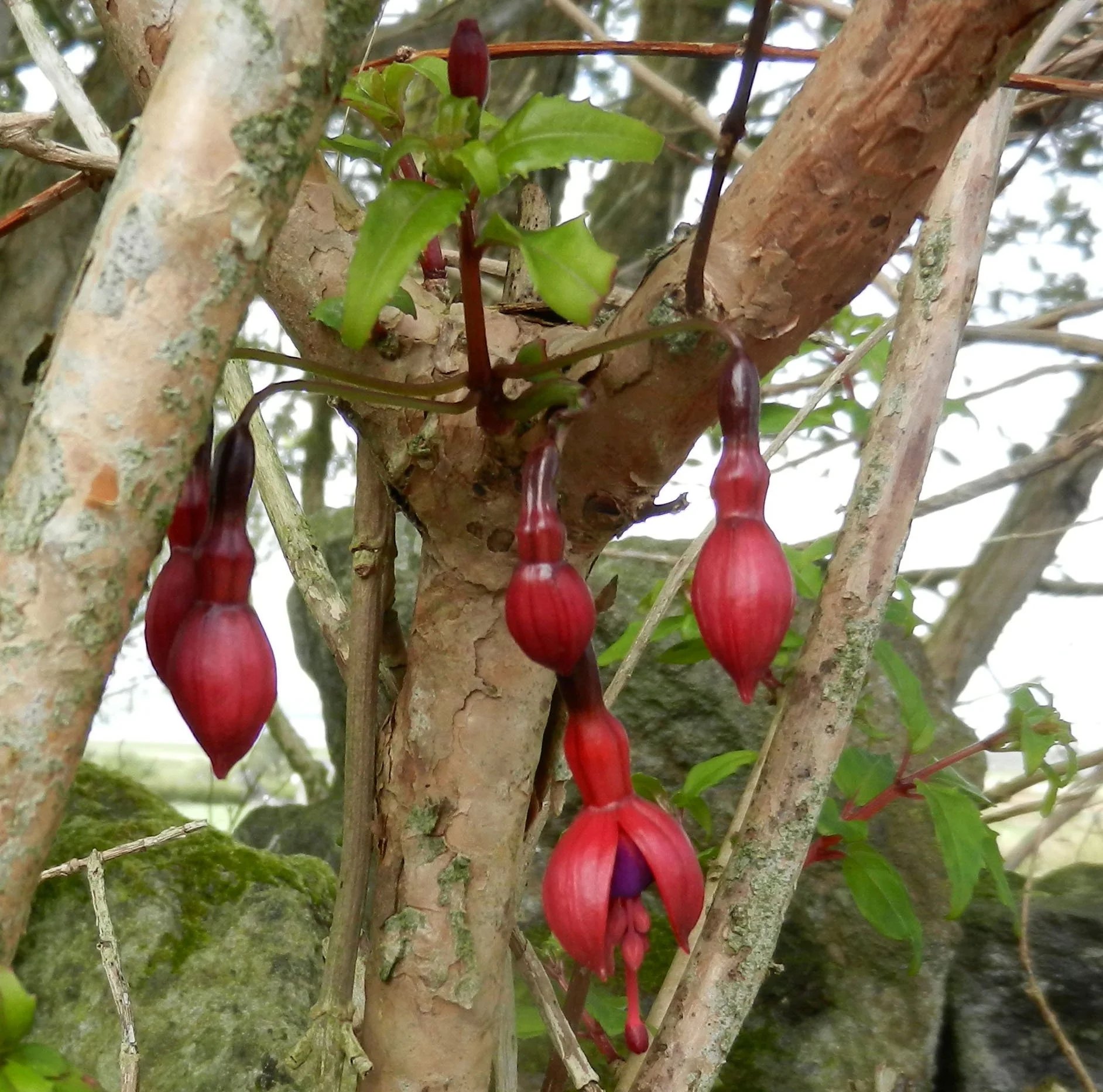 K.FuschiaNewBloom.jpg