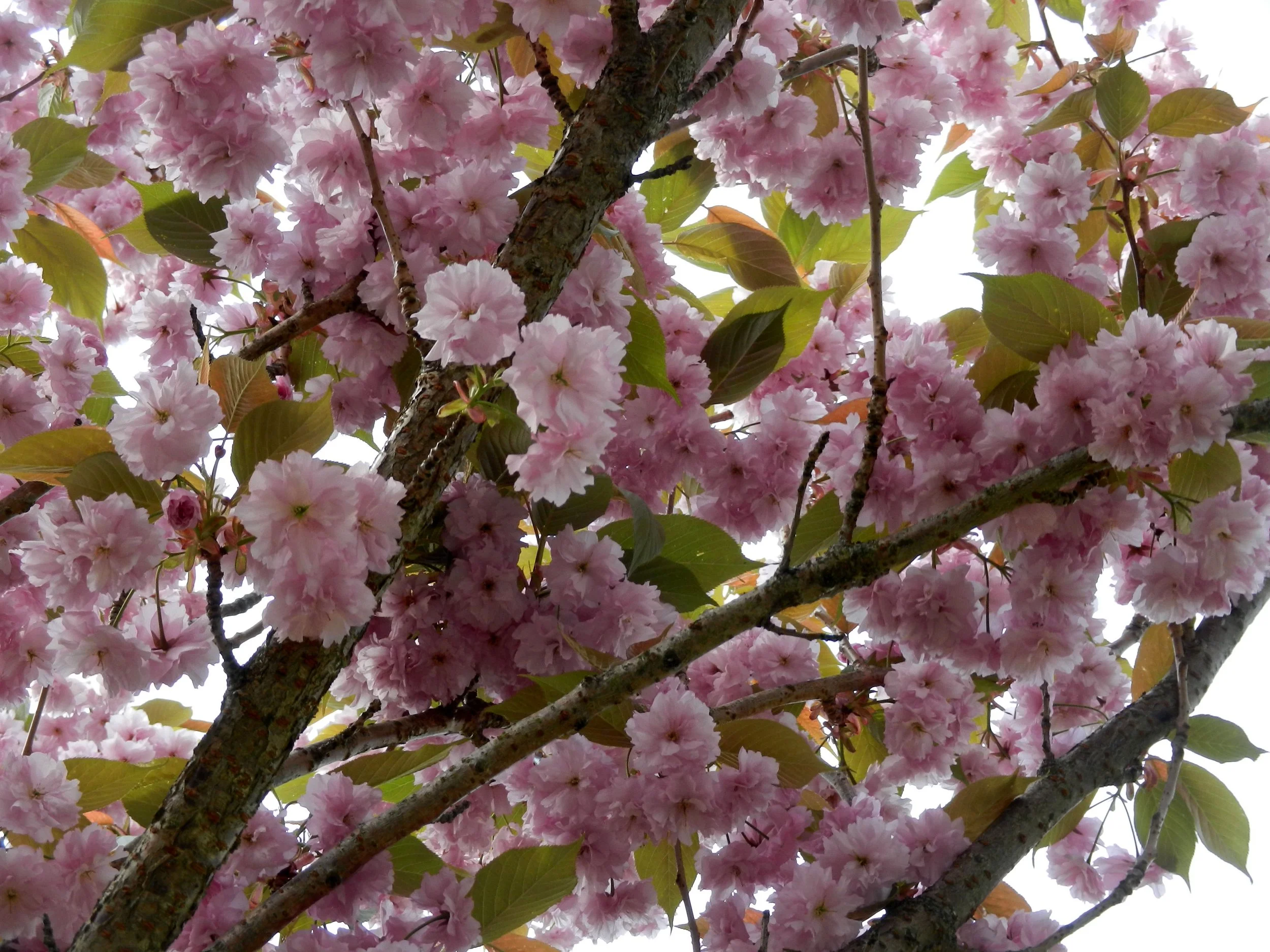K.KHouseCherryBlossoms.jpg