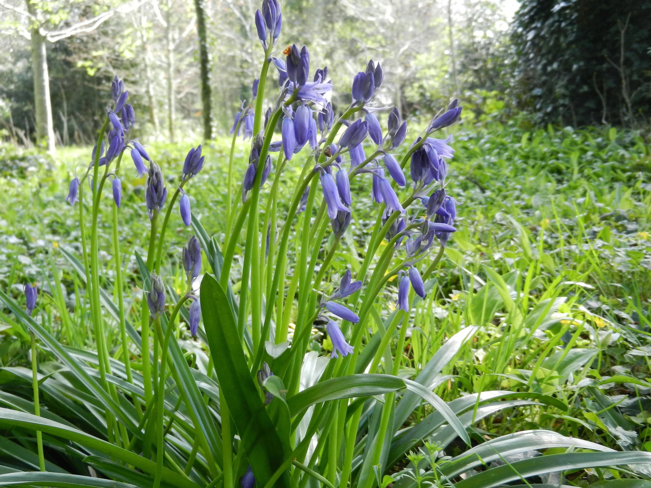 K.KillarneyHouseBluebells.jpg