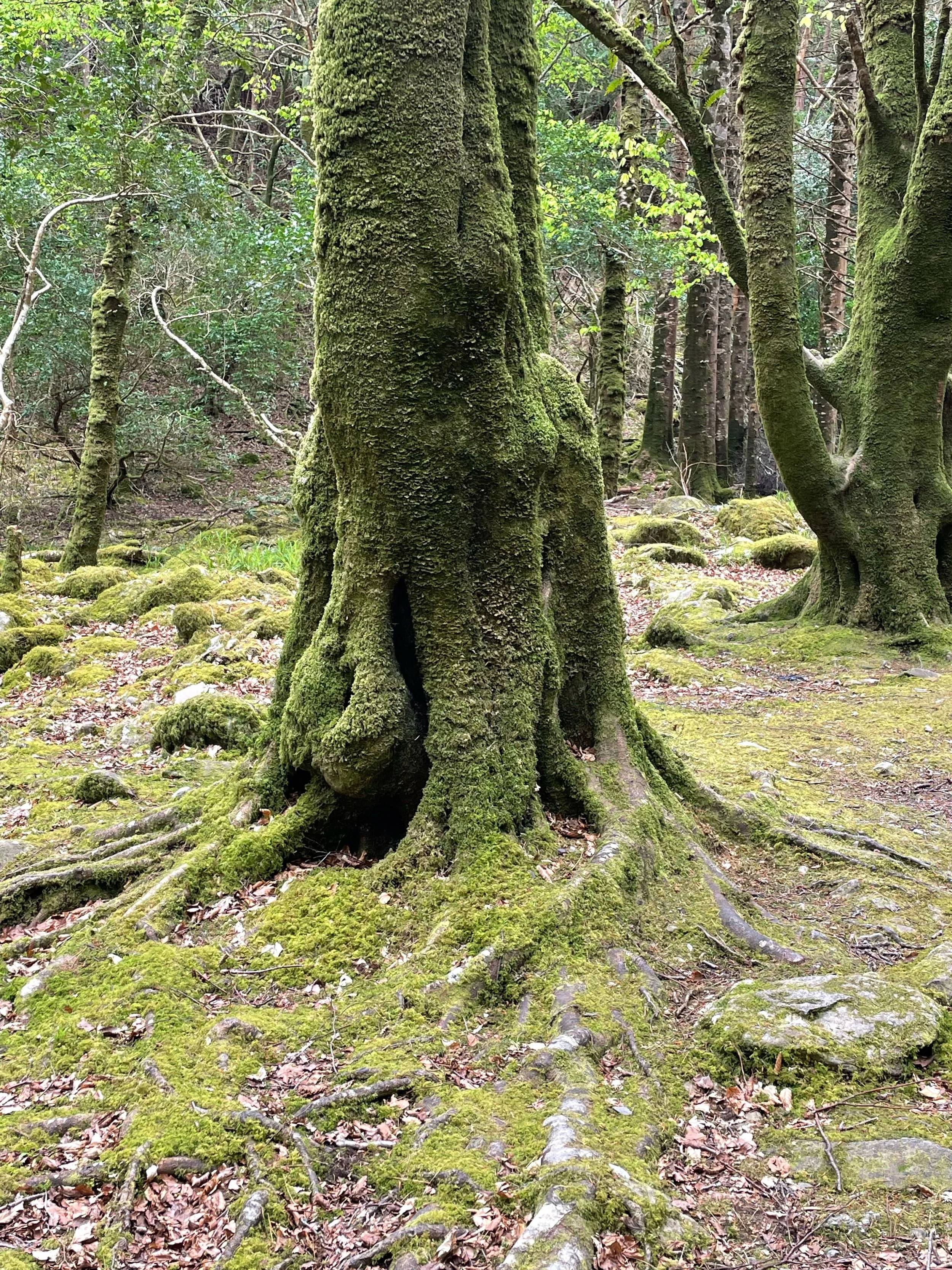 MuckroseTree.jpg