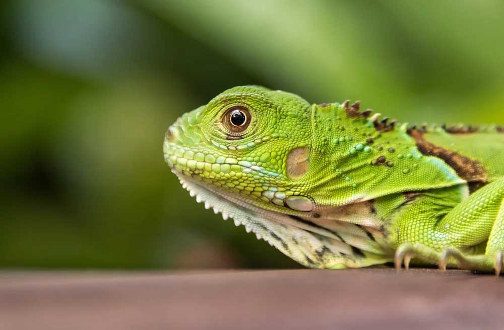 Reptiles — Pet Expo
