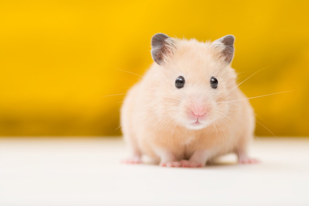 Hamsters & Gerbils — Pet Expo