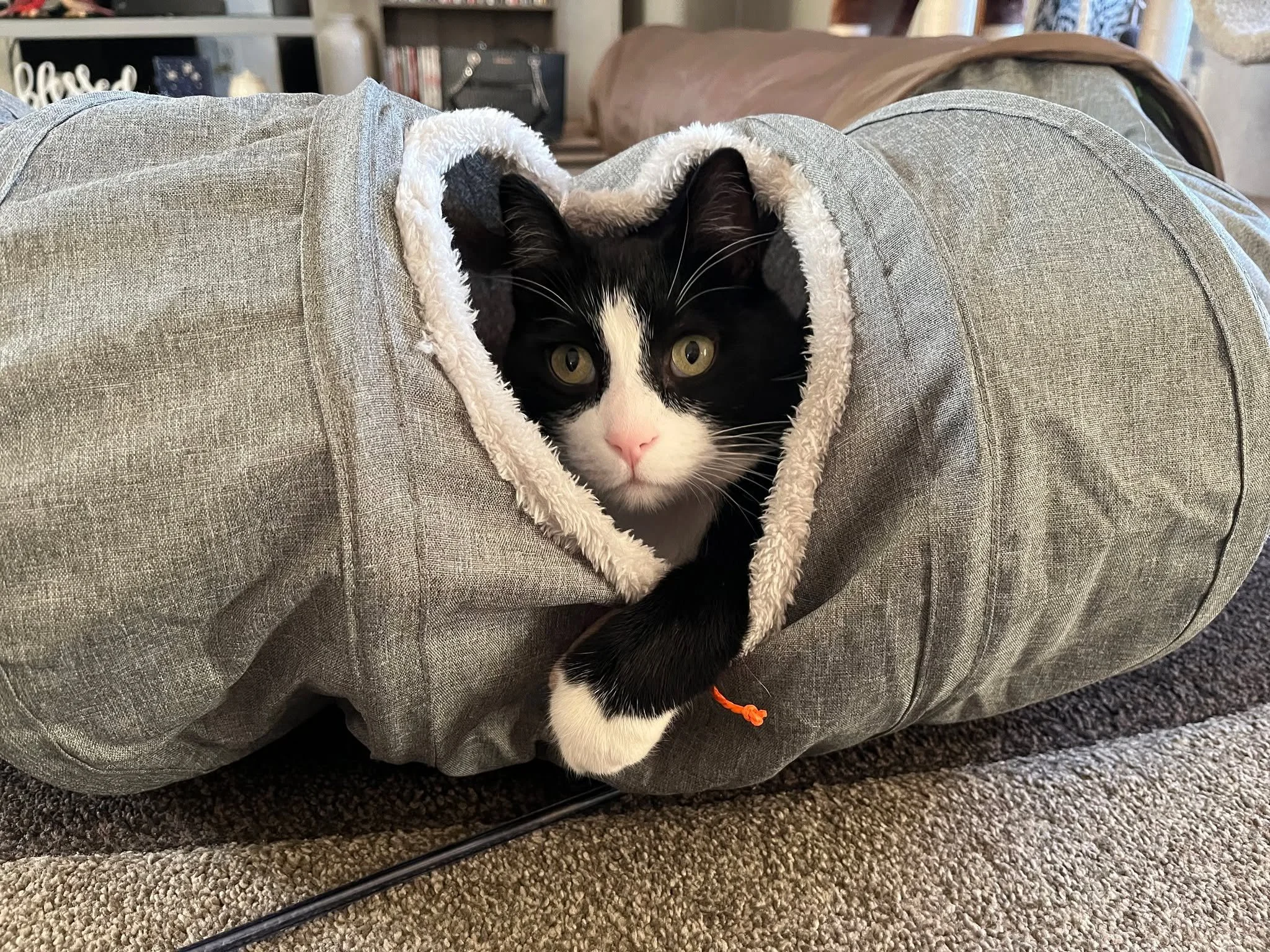 Hey, tell your cat we said pspspspsps