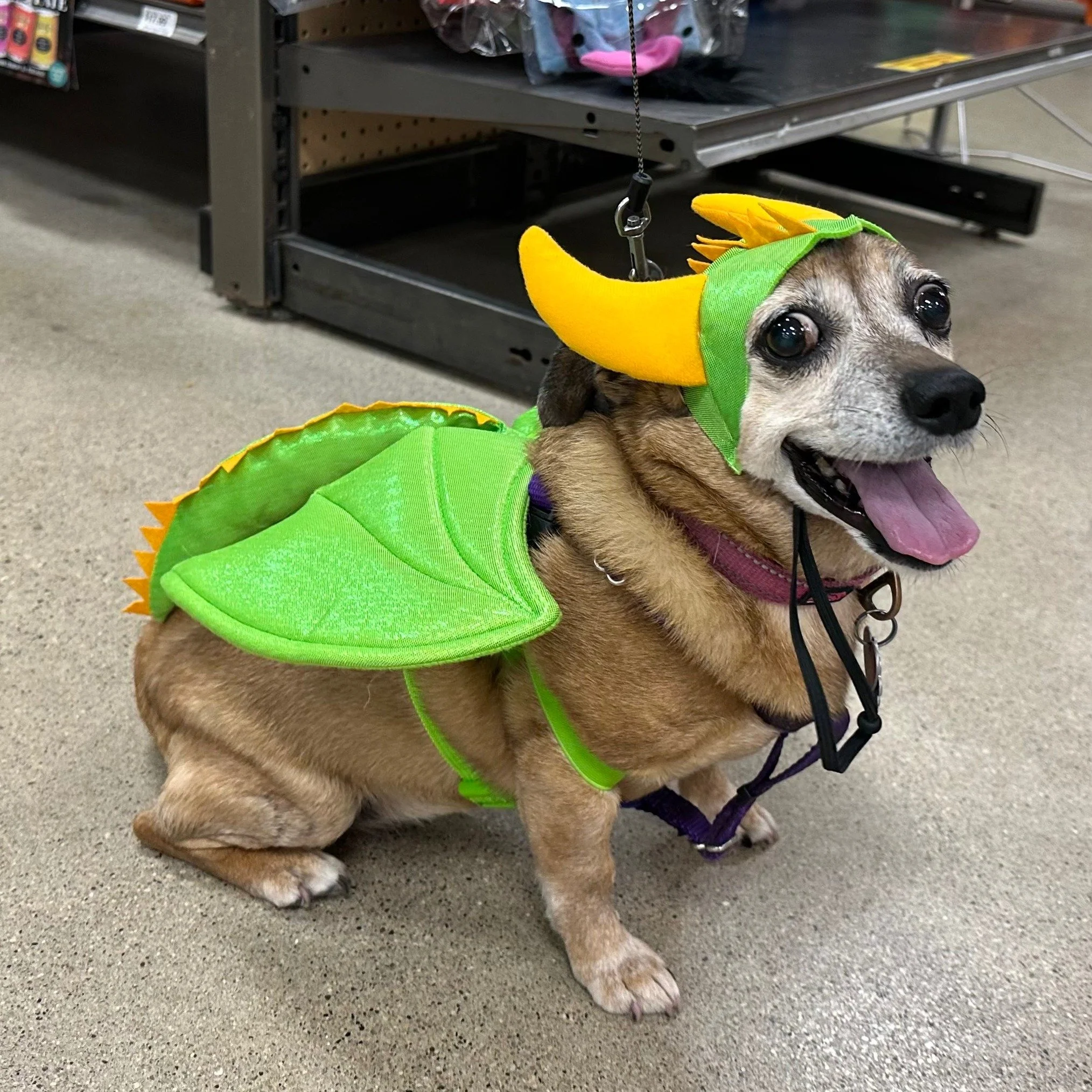 Today through October 31st, bring your dog into Pet Expo with their costume to trick-or-treat! Make your way to the Dog Department to receive your free treats!
