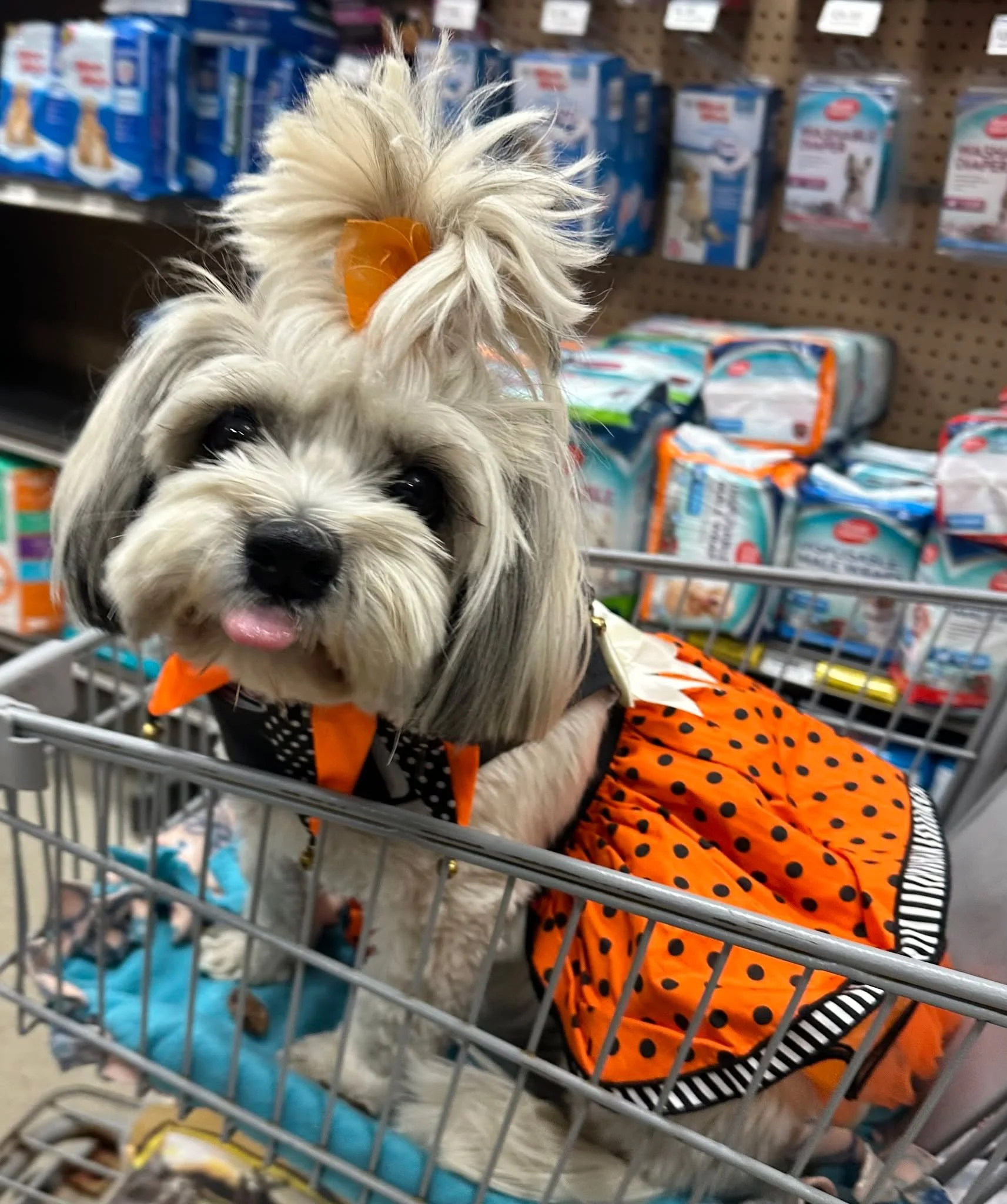 This sweet pup is too cute to spook! 🧡✨