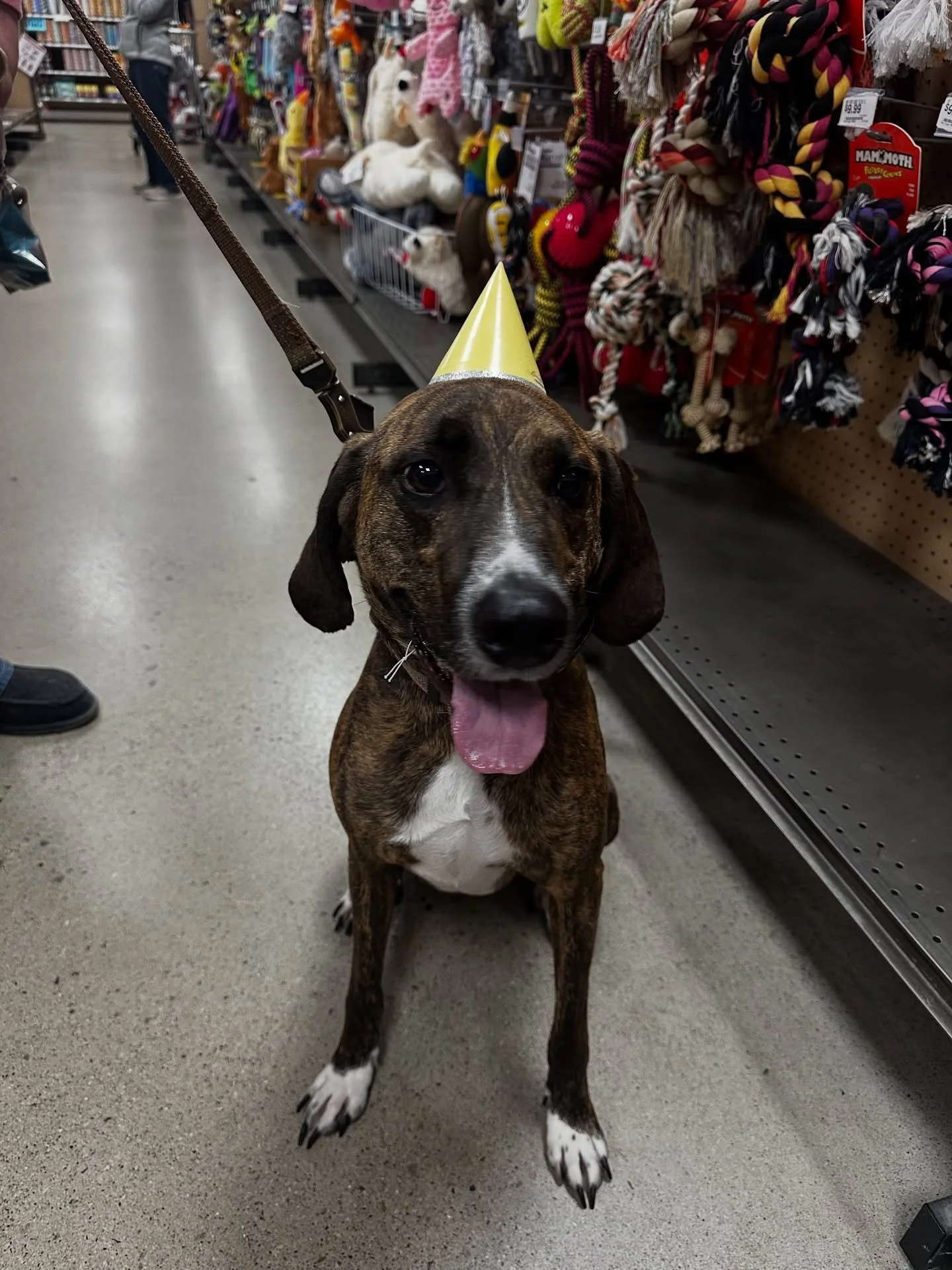 Happy 4th Birthday, Dax! 🥳 Join us in wishing him a fantastic birthday! ❤️