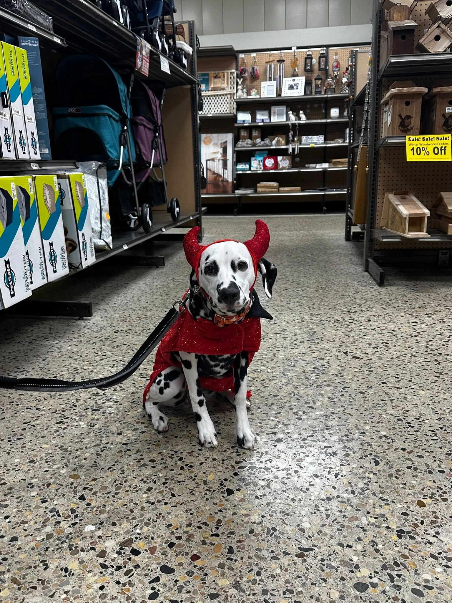 The cutest little devil you'll ever meet! 😈