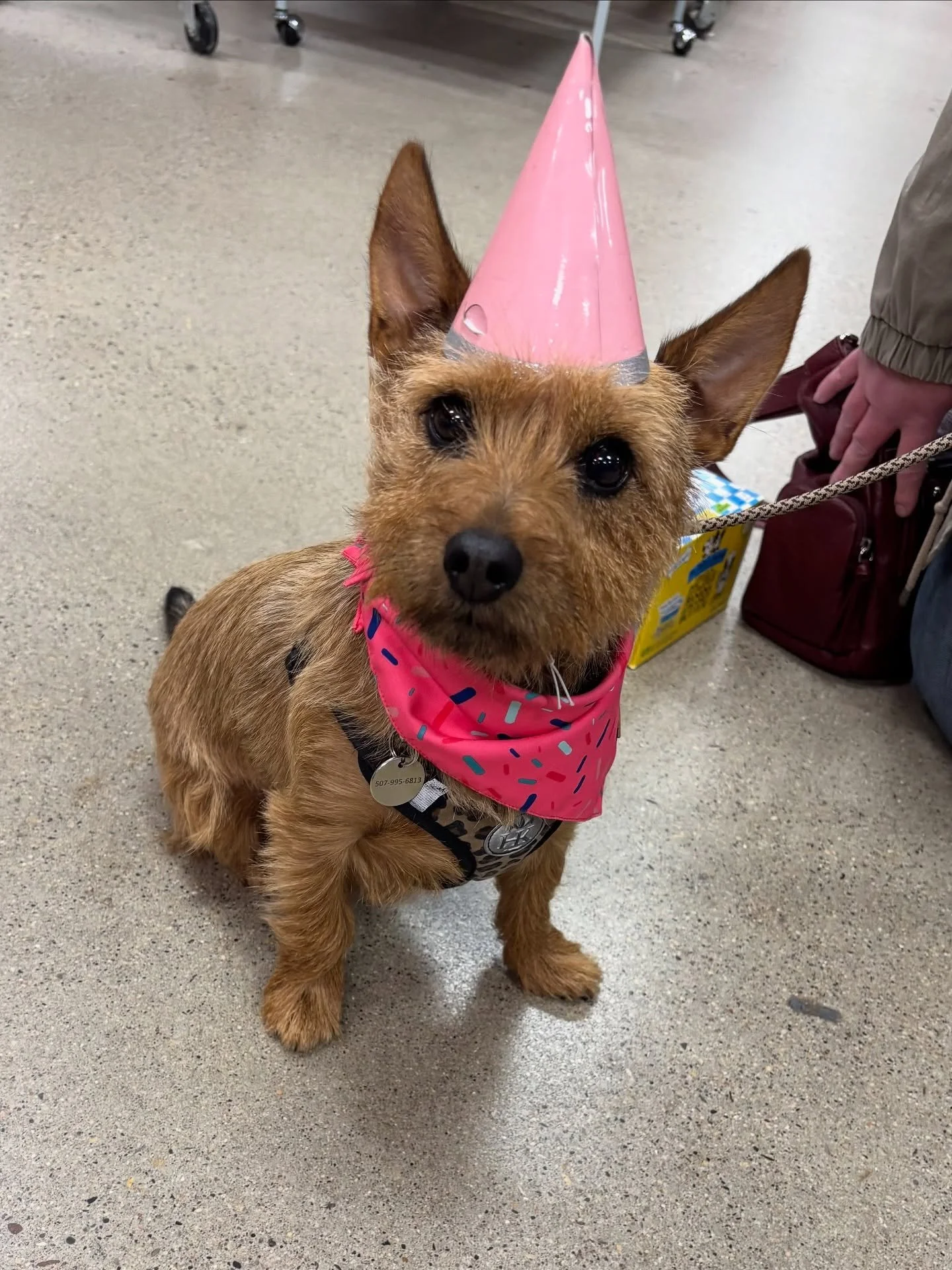 Happy 3rd Birthday, Josie! 🥳 Join us in wishing her a wonderful birthday! 💗