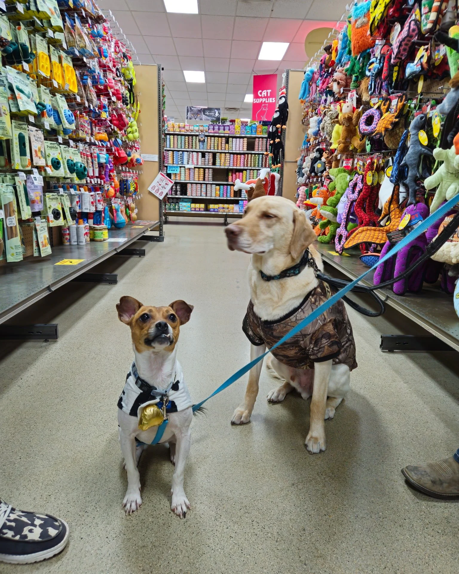 We're loving our furry trick-or-treaters 🧡