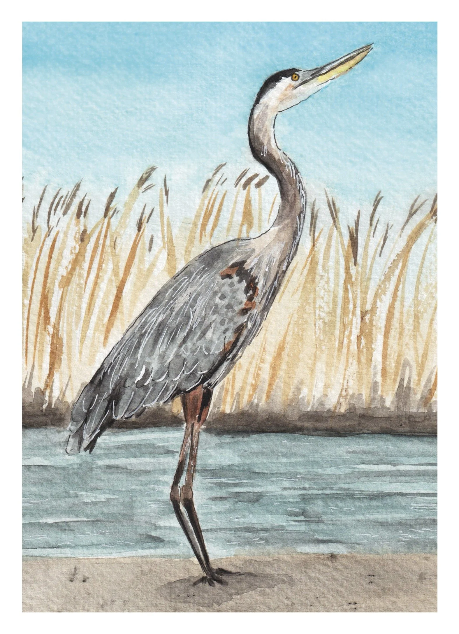 Great Blue Heron print