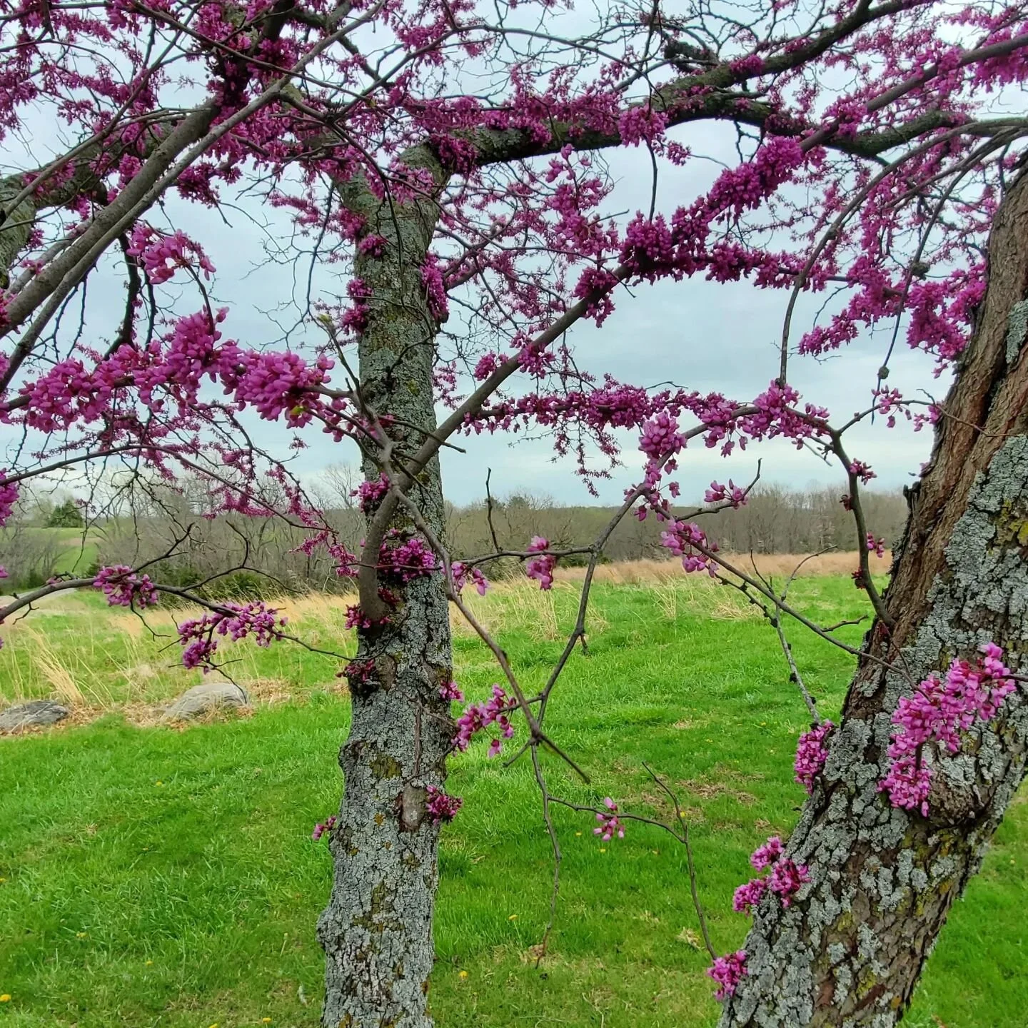 Saturday stroll at Lake Jacomo. #naturetherapy #shinrinyoku #lakejacomo #kcparks #nature #spring