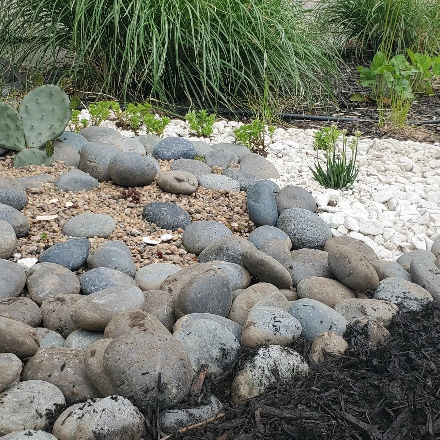 There are always conditions you can thrive! Even when you're a little prickly. Keep looking for the right supportive environment. #spring #persistence #pricklypear