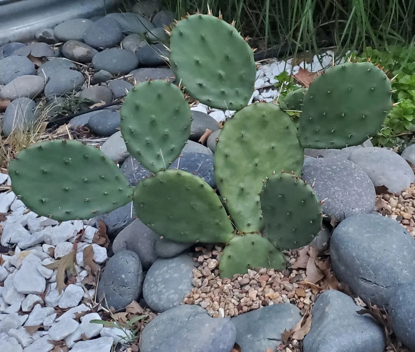 Even prickly things are beautiful. #perspective #flexibility #grace