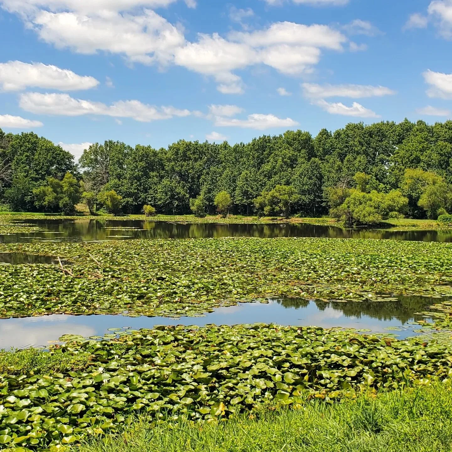 Water, sky and green. Works every time! #jamesareedwildlifearea #moconservation #lsparks #selfcare