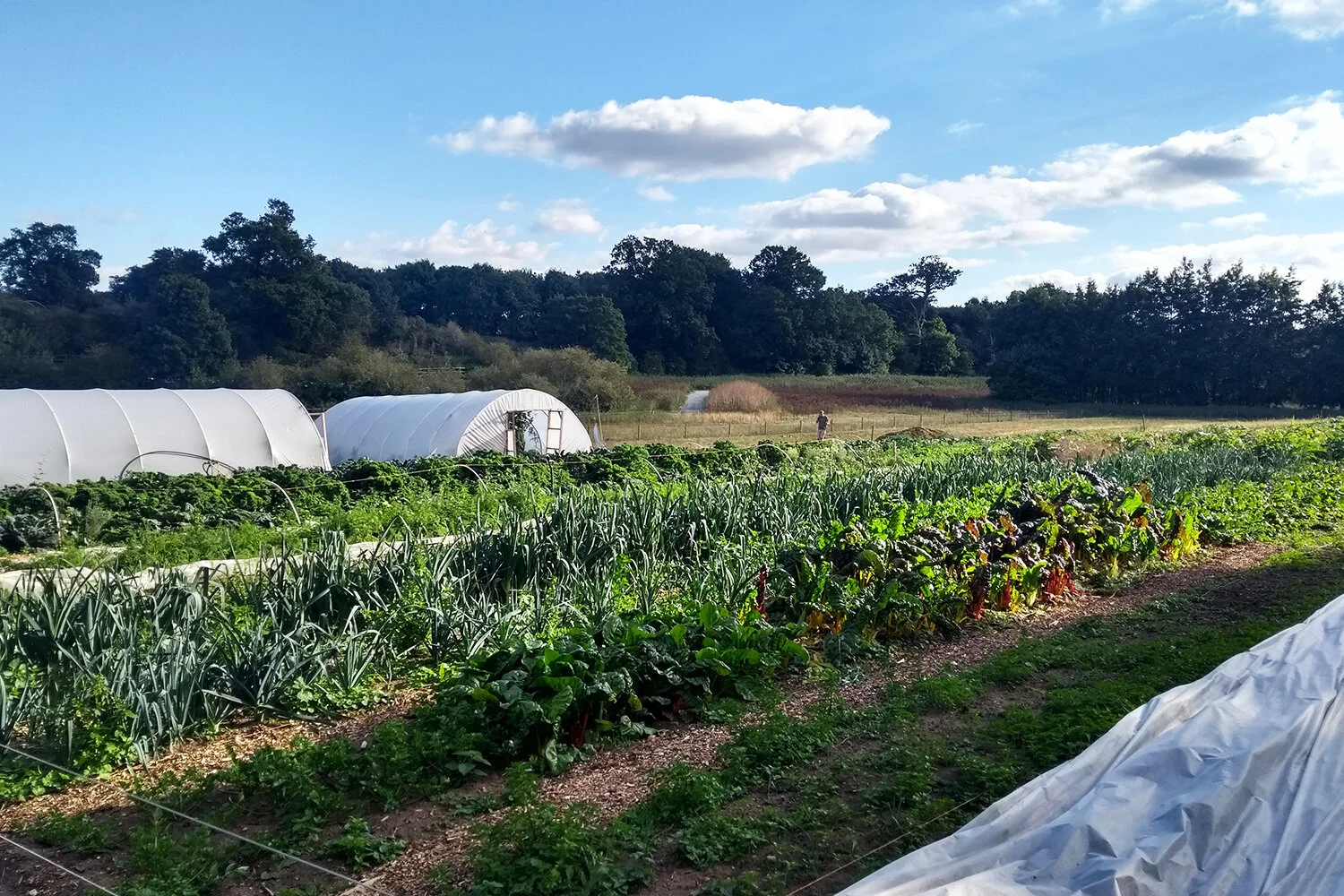Norwich Farm Share CSA