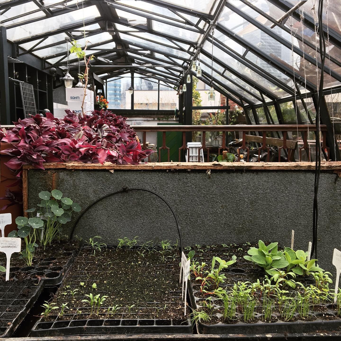 Across our gardens we&rsquo;ve been busy sowing seeds the last few weeks 🌿
At @theculpeper we&rsquo;ve been sowing herbs and edible flowers such as nasturtium, borage, oxalis, viola and cucumbers for pickling. At @bargeeast this year will be trying 