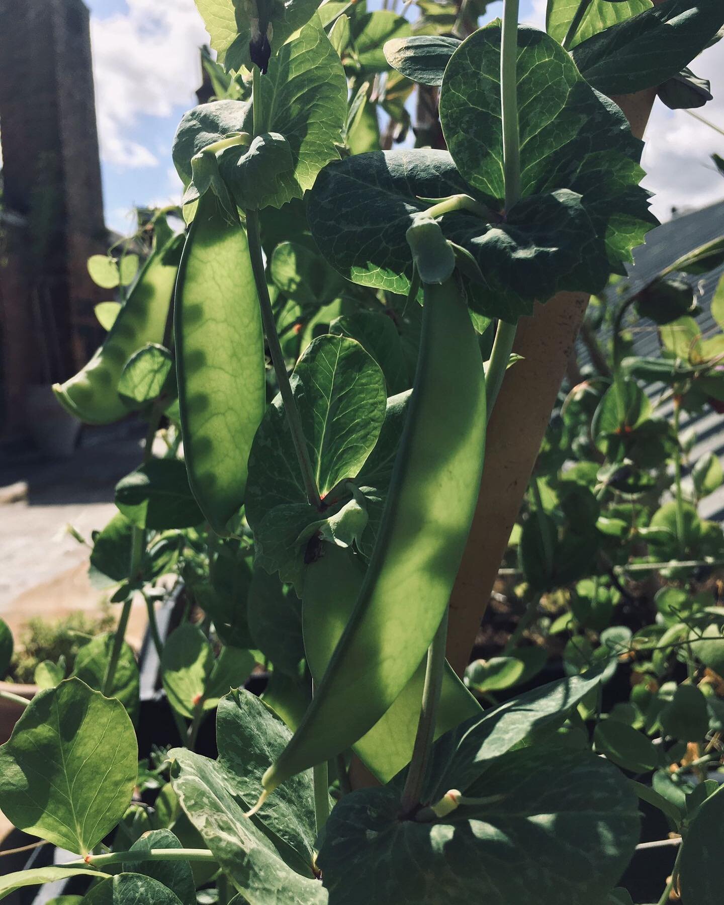 The peas are blooming at Sky Farm this week. The varieties we&rsquo;ve found grow well in containers here are &lsquo;blauwschokker&rsquo;, a beautiful purple heritage pea with gorgeous green pods and &lsquo;Schwizer reisen&rsquo;, a heirloom sugarsna