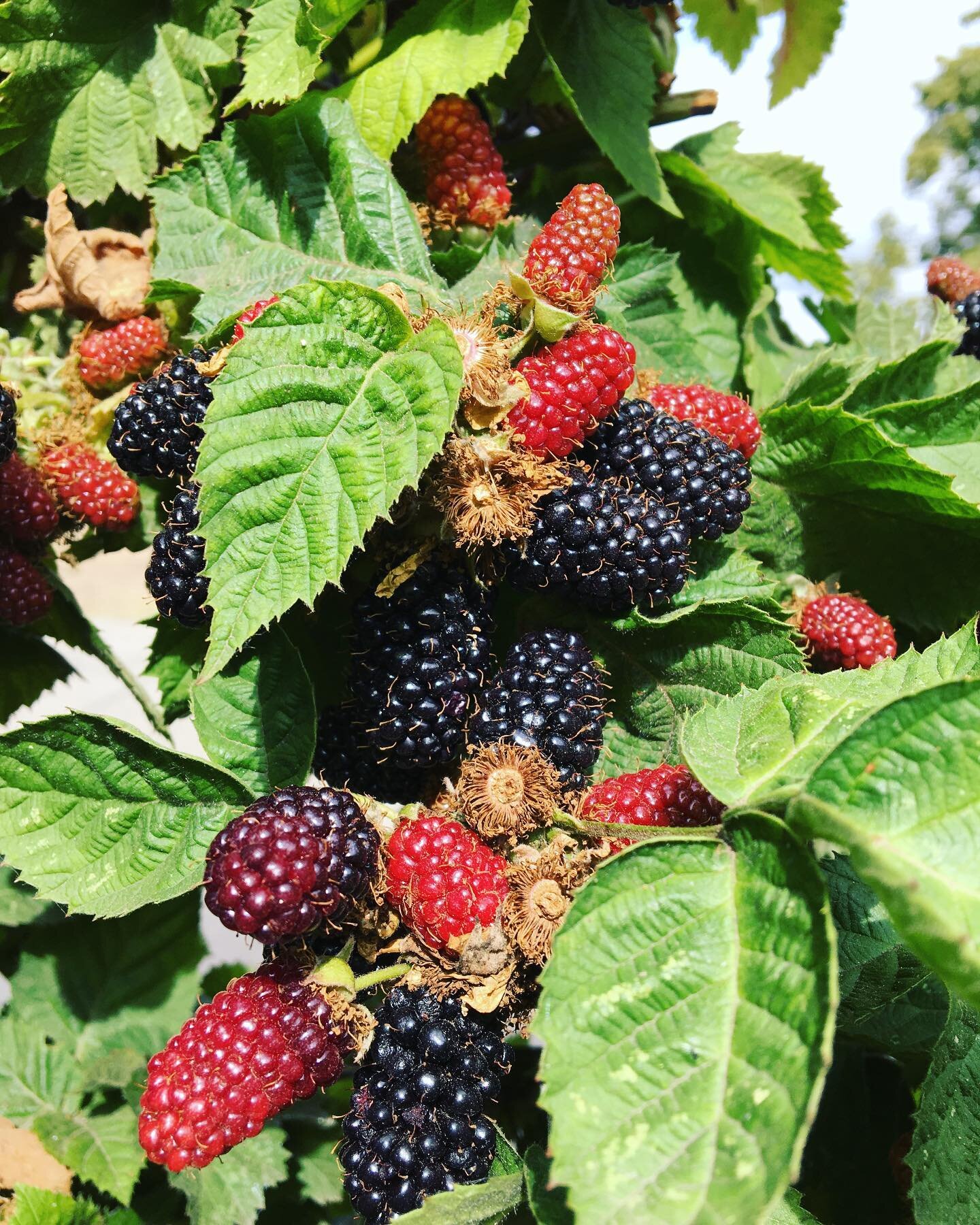 B L A C K B E R R I E S 
Thornless blackberries are bursting off their stems in bunches at @bargeeast this year, and they&rsquo;re delicious! 

We&rsquo;ve harvested over 10 kilos from just 6 plants already. All of the fences in this garden are plant