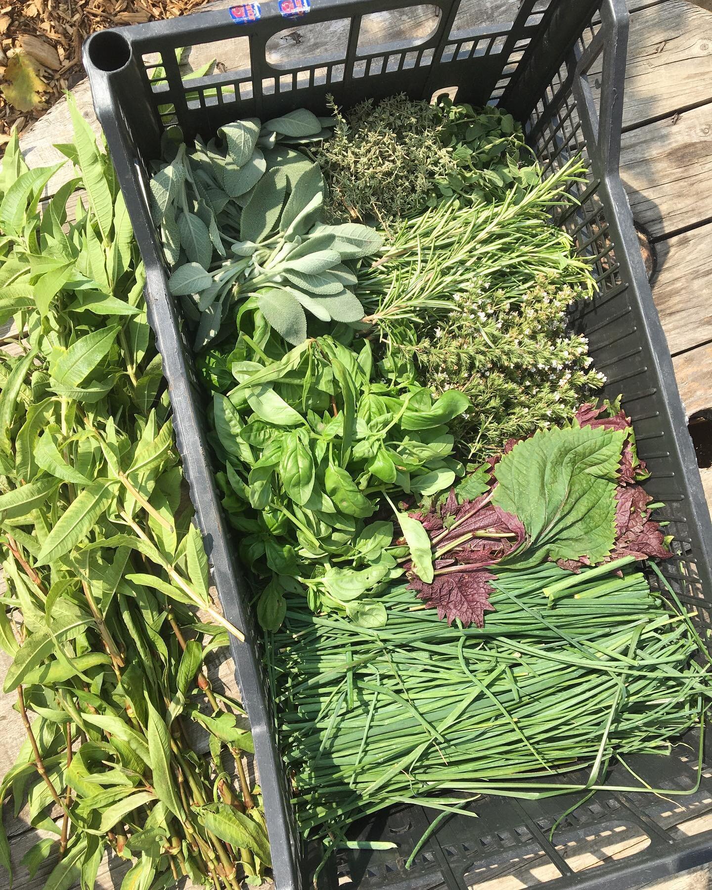 🌿Guess the garnish 🌿

Todays herb harvest at Barge East garden. Each day when when tending our gardens, we check in with the chefs to see what they would like from the garden and harvest just what&rsquo;s needed to take straight to the kitchen. Thi