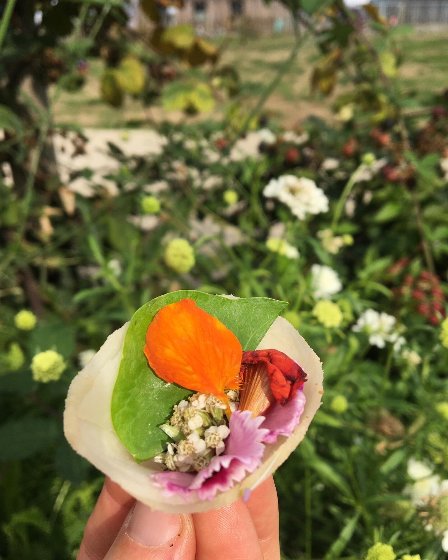 The last of the seasons flowers are being gathered to create the &lsquo;garden bouquet&rsquo;, a beautiful amuse-bouche showcasing the garden produce, for guests at Barge East this week. @sabbotino and his team have created this flavourful sweet, tan