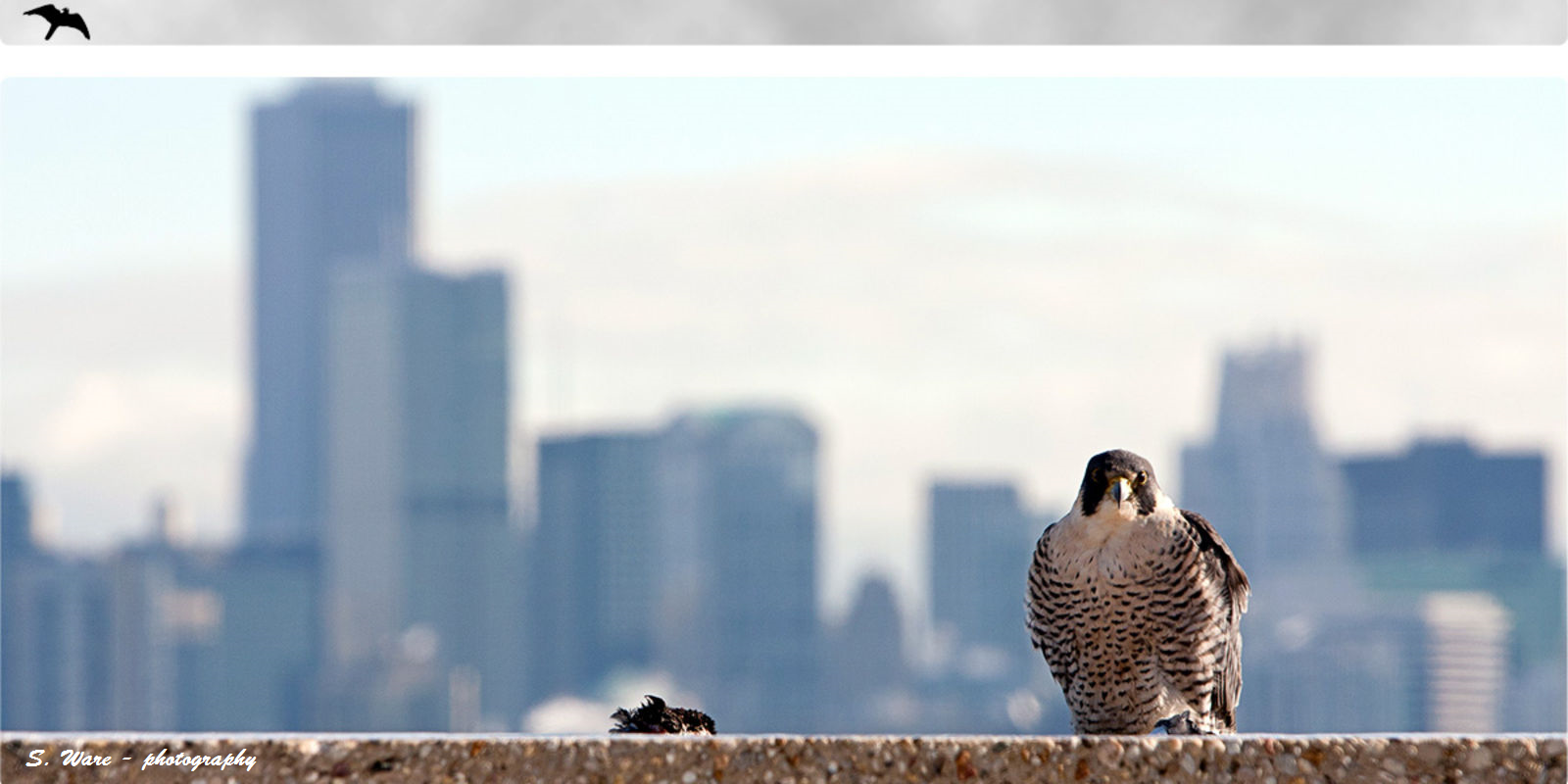 banner_peregrine_withcreditSW2020.png