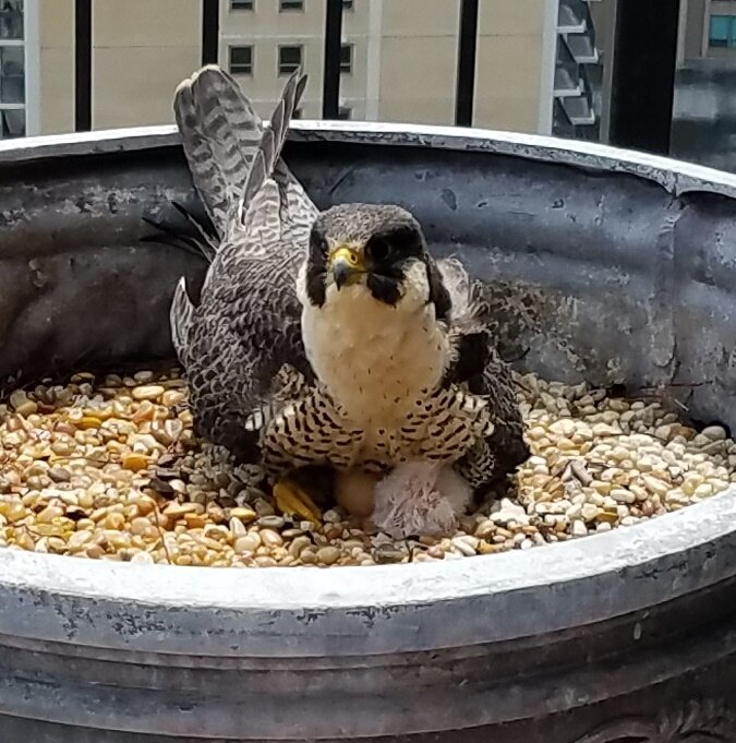 Brooding photo: M. Hennen