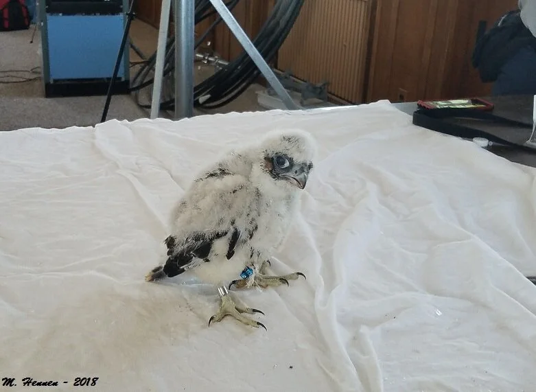 Banding photo: M. Hennen