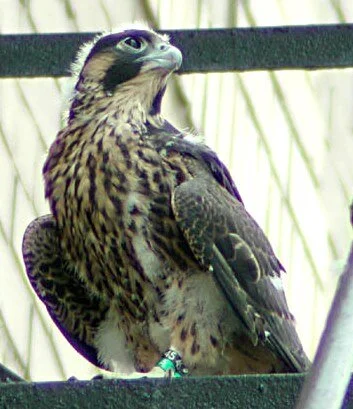 Nestling: 35 days Photo: K. Hirabayashi