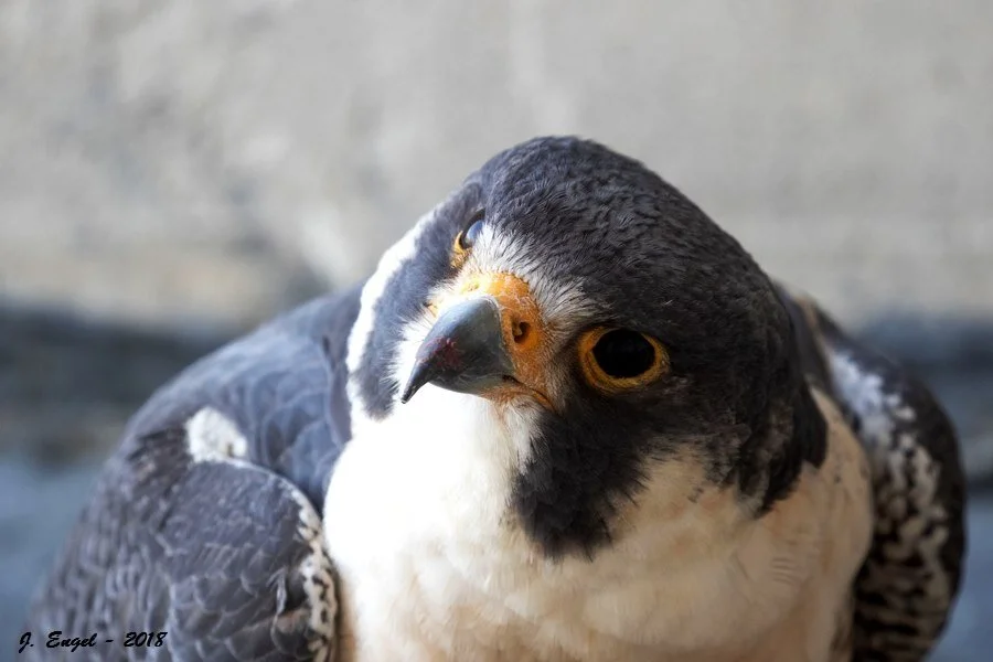 Nitz at 17 years photo: Josh Engel