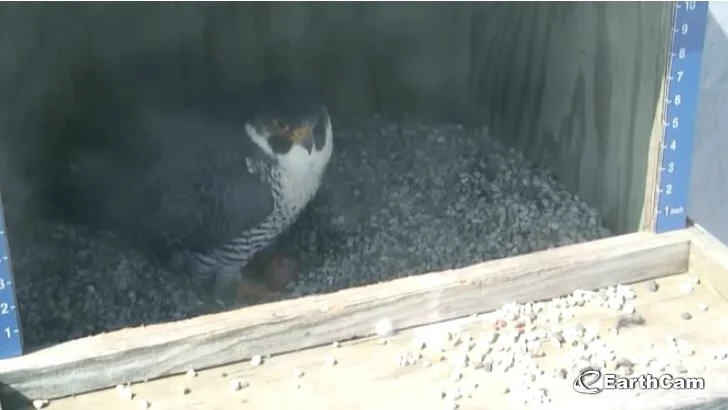 Mayo Clinic - Minnesota