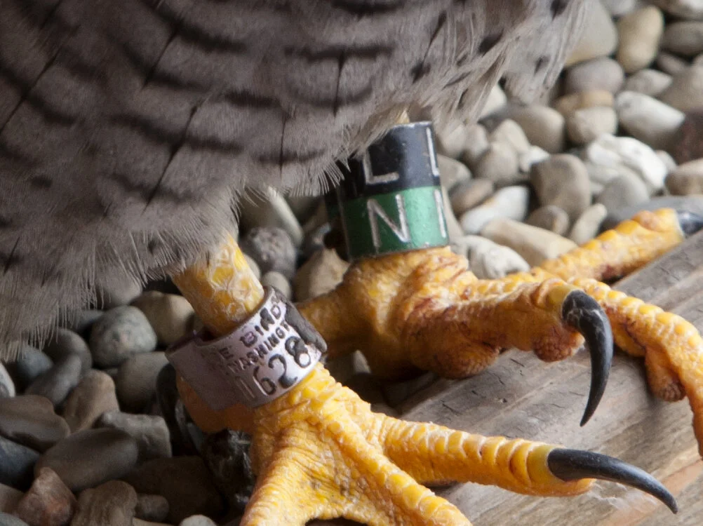 Tracking through Banding