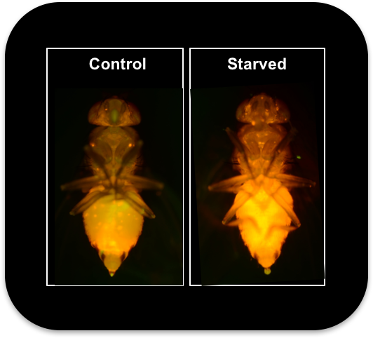  Expression of the 4E-BP-intron-DsRed reporter in adult flies after overnight starvation (fed water only). 