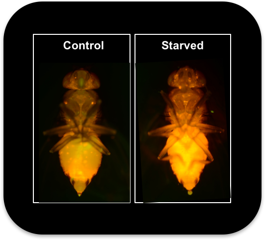 Expression of the 4E-BP-intron-DsRed reporter in adult flies after overnight starvation (fed water only).